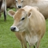 Jersey cows